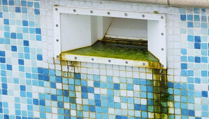 Piscina con verdinjpg