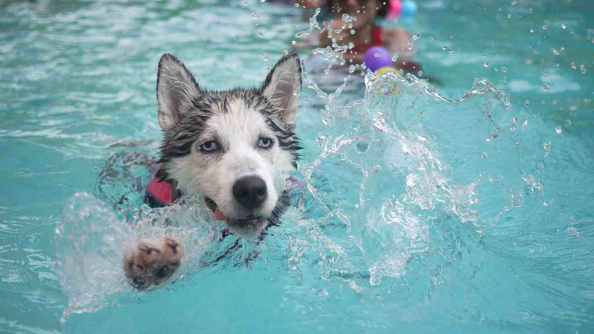  como es la piscina ideal para tu perro 1