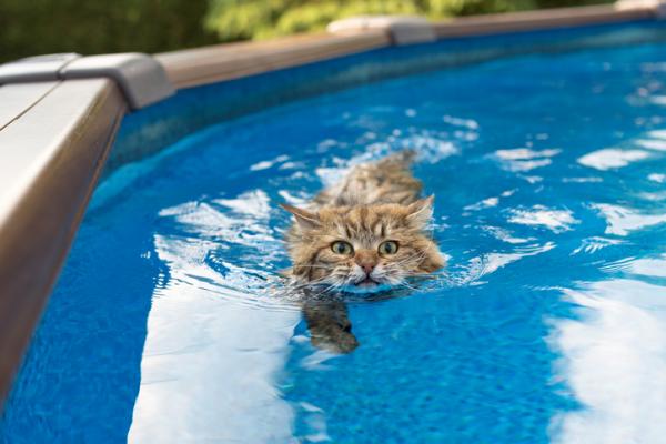 las 5 razas de gatos que mas les gusta el agua 23010 600