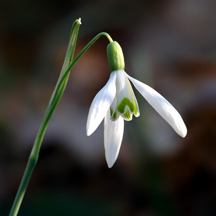 Galanthus nivalis flor