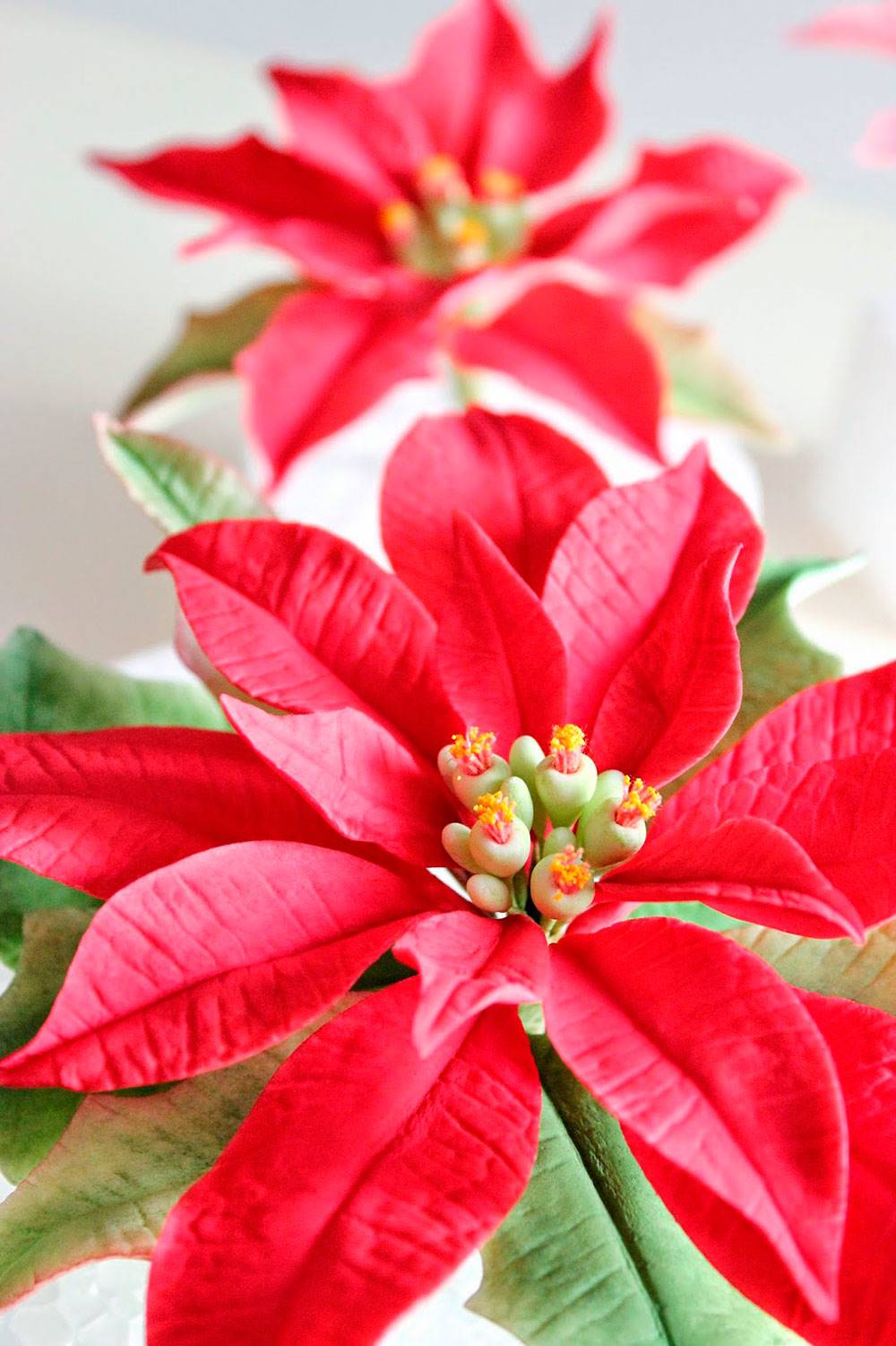 poinsettia 1 8a001579 1000x1501